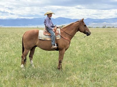 2012 Gelding Trails/Junior Rodeo