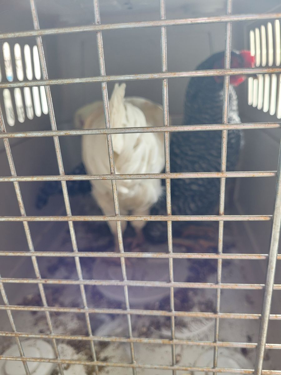 barnyard roosters 4