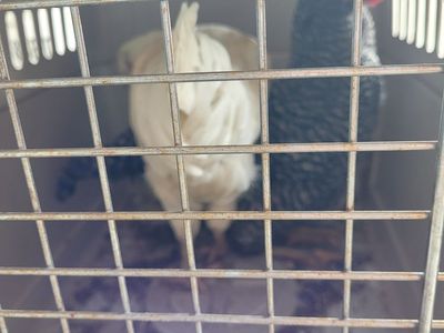 barnyard roosters 4
