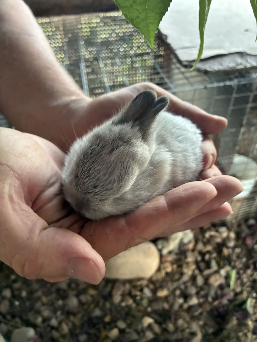 Bunnies