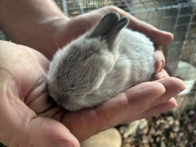 Bunnies