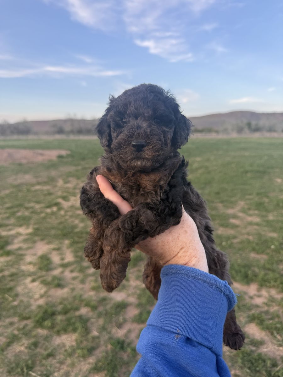 F1B Mini Springerdoodles