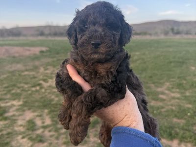 F1B Mini Springerdoodles