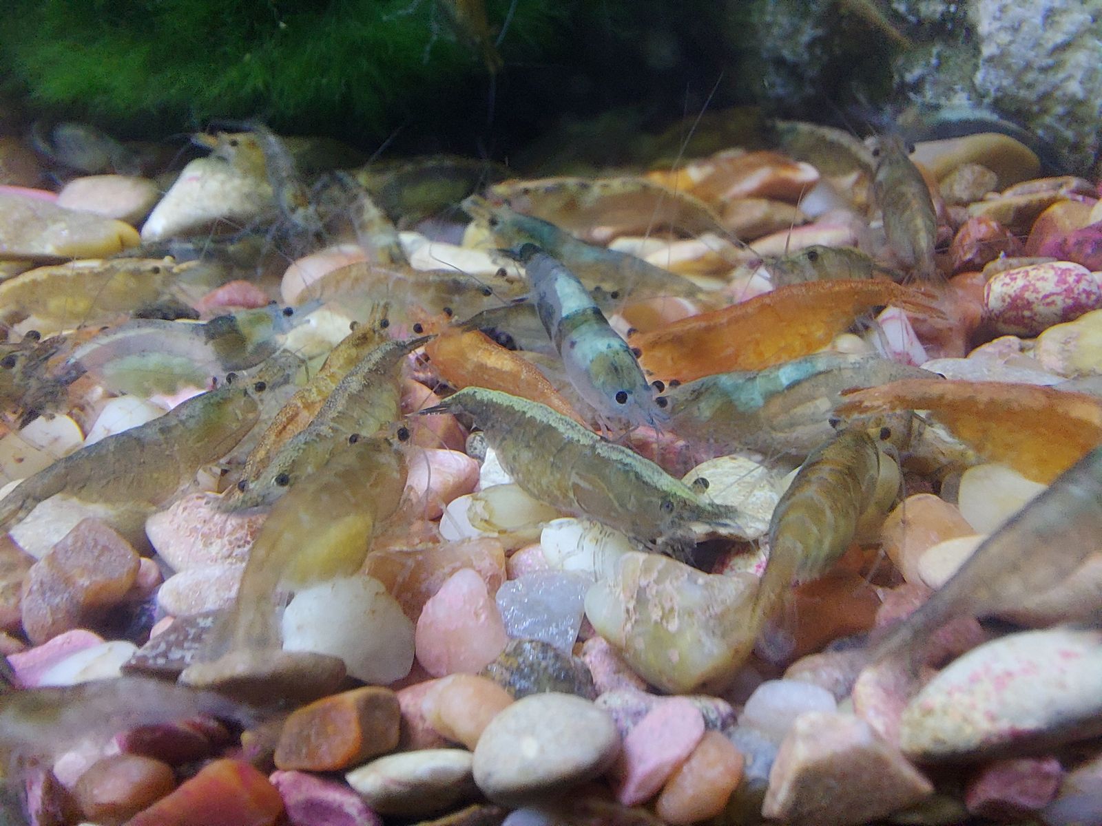Multi-Colors Neocaridina Freshwater Aquarium Shrimp