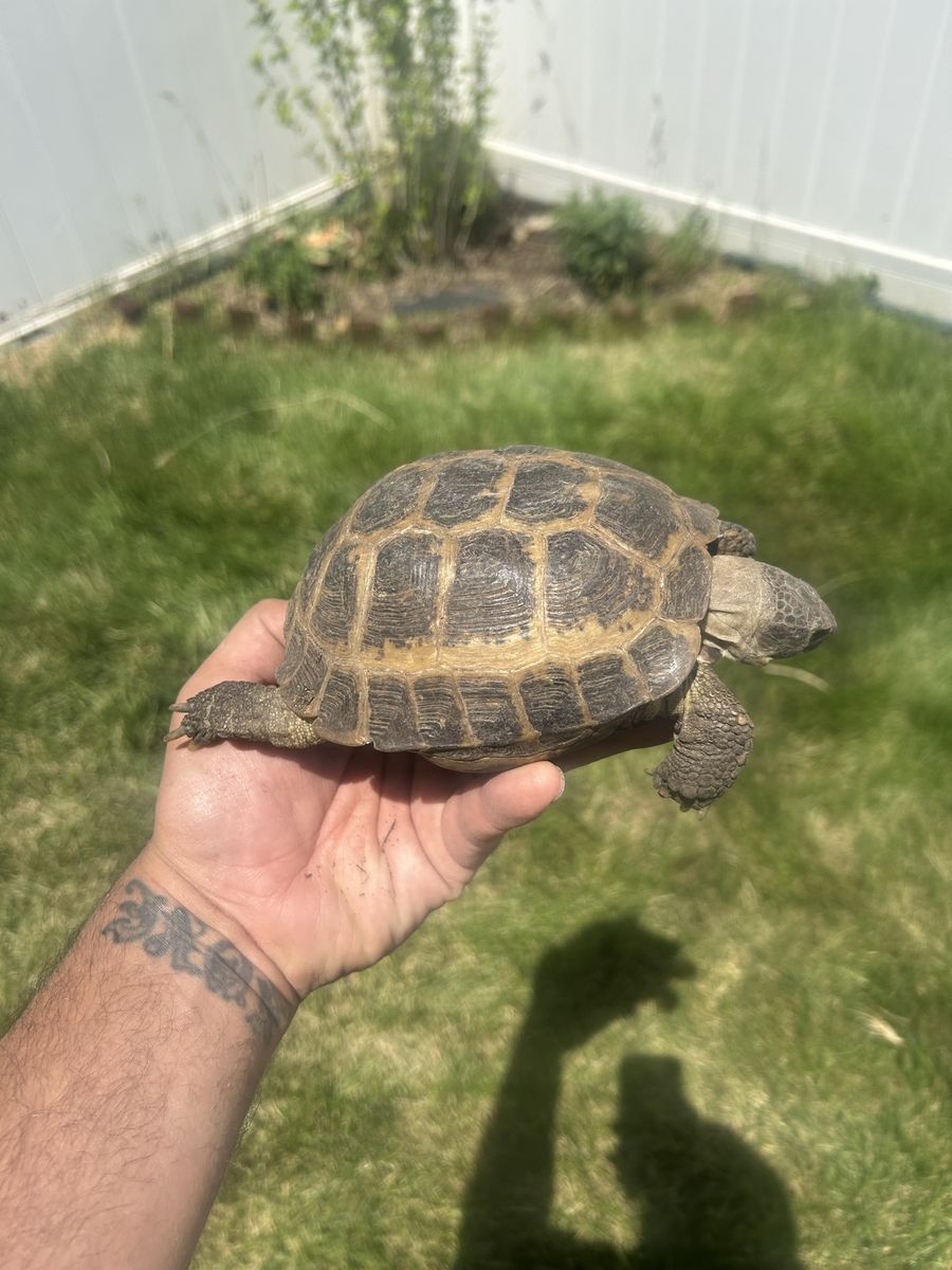 Horsefield tortoise