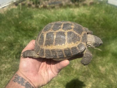Horsefield tortoise