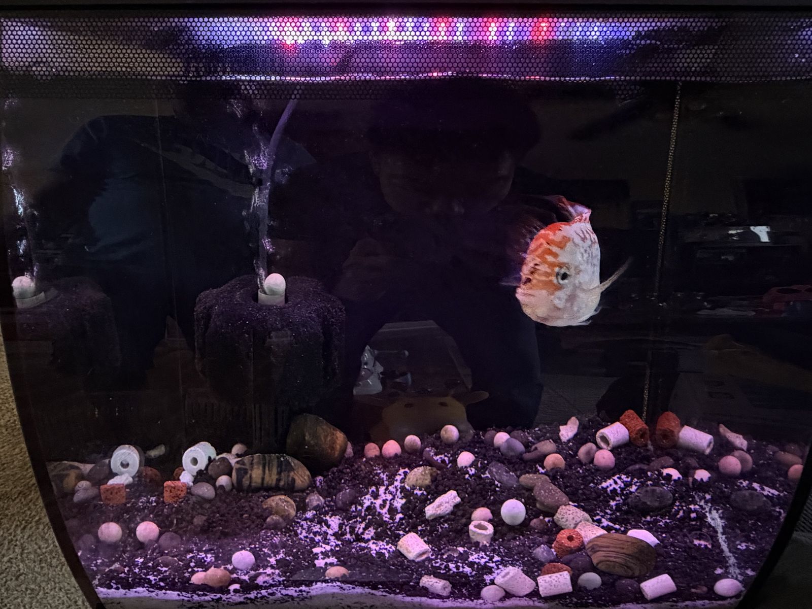 Fluval Flex Aquarium Setup with LED Lighting and Accessories King Kamfa/Flowerhorn