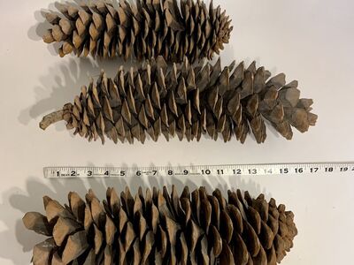 Three Giant Vintage Pine Cones