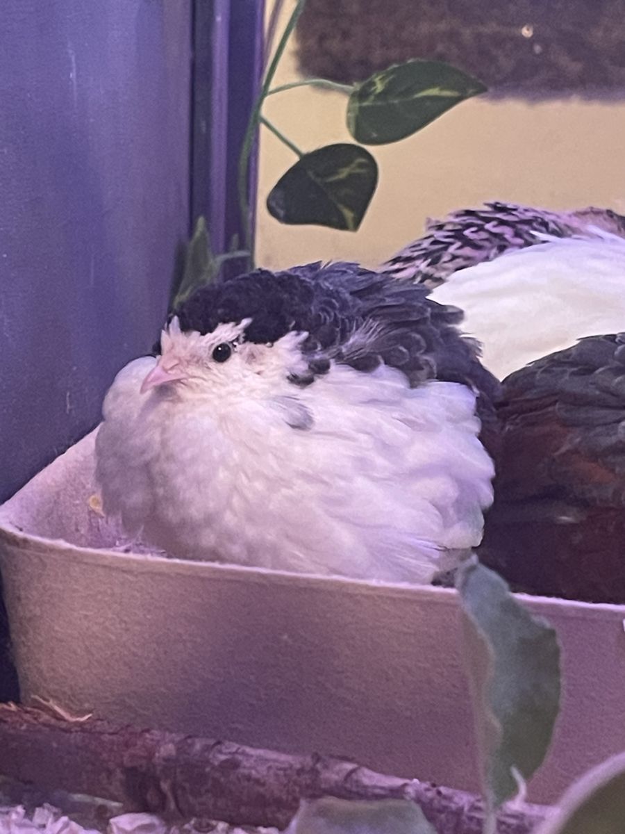 Male Button quail