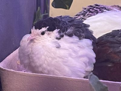 Male Button quail
