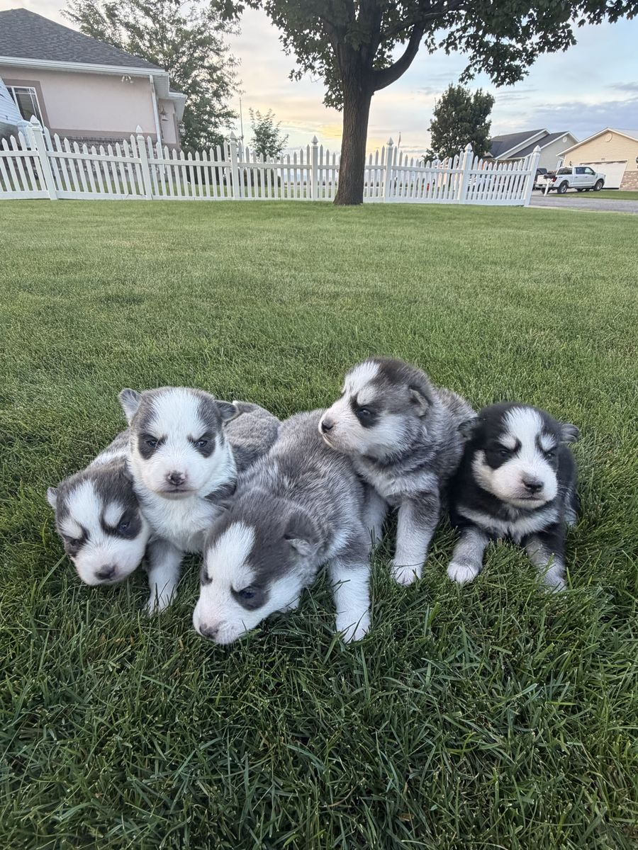 Pomsky puppies