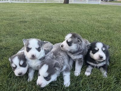 Pomsky puppies