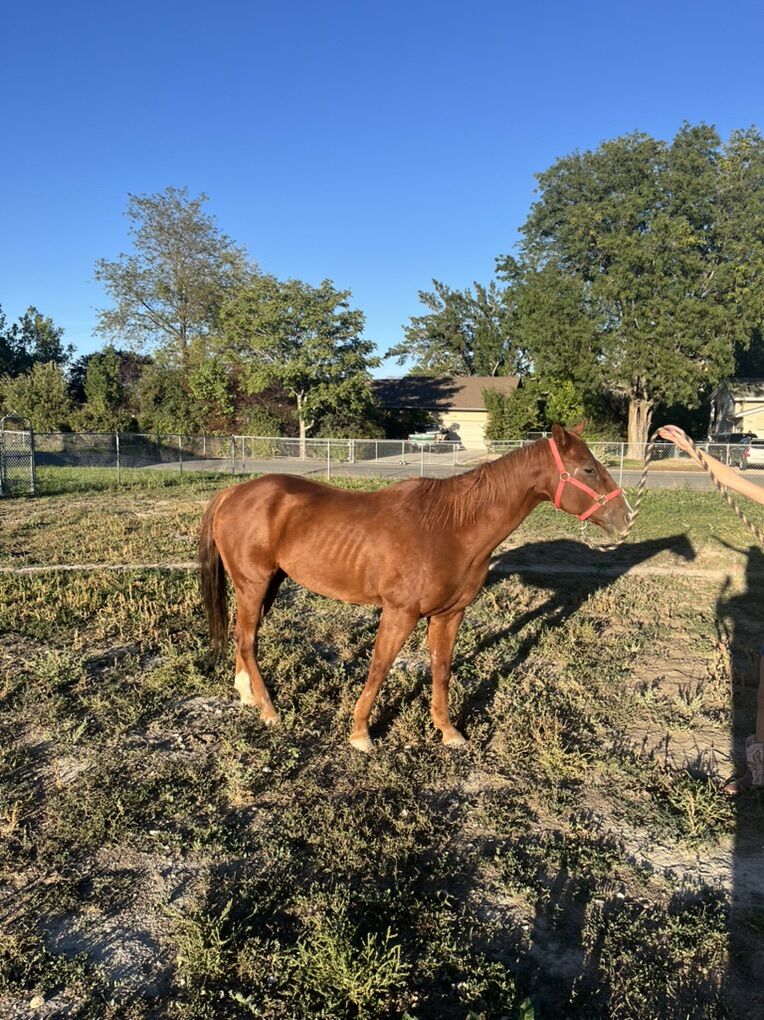 18-19yr Old Grade Gelding 14.2 Tall