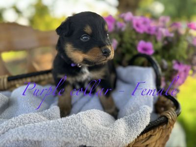 Texas Heeler Puppies