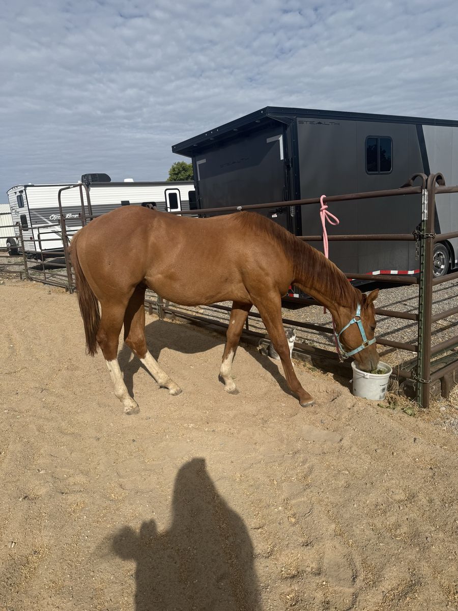 AQHA Registered Quarter Horse Red dun gelding