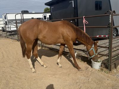 AQHA Registered Quarter Horse Red dun gelding