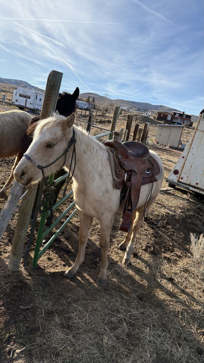 2 Year Old Stud Colt
