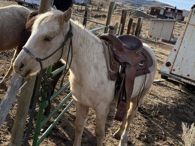 2 Year Old Stud Colt