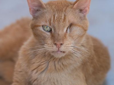 Hello my name is Leo