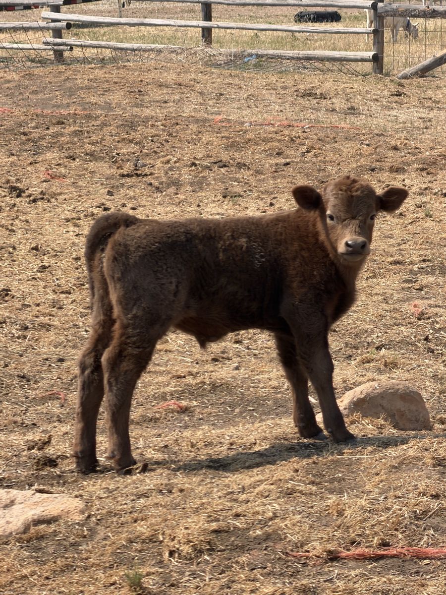 Mini Highland Bull Calf