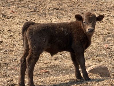 Mini Highland Bull Calf