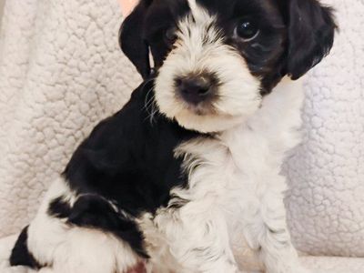 Mini Aussiedoodle puppies 3 available!!!