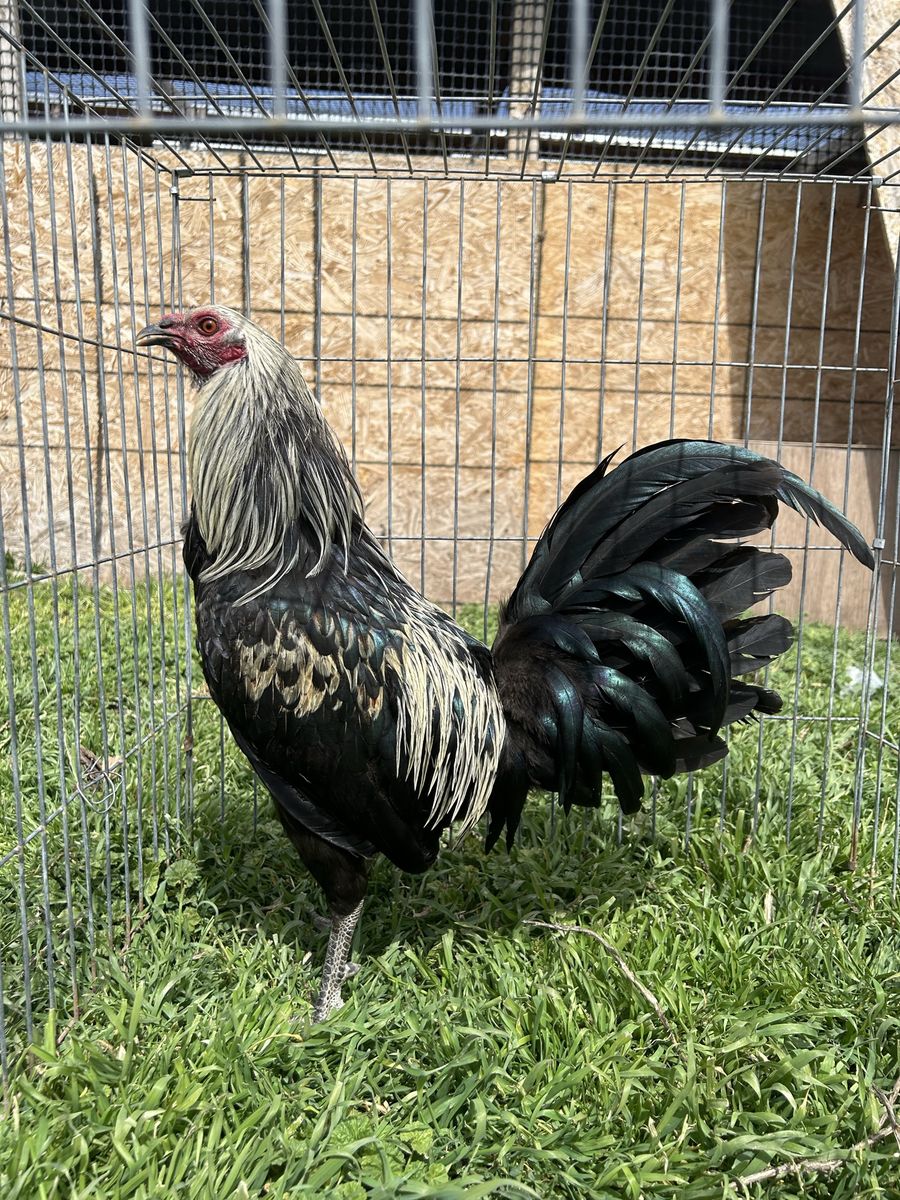 Gamefowl Gallo Finos