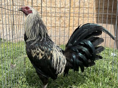 Gamefowl Gallo Finos