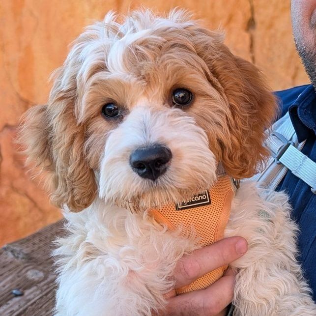 Adorable Cavadoodle Puppy