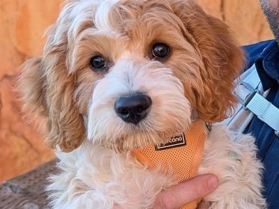 Adorable Cavadoodle Puppy