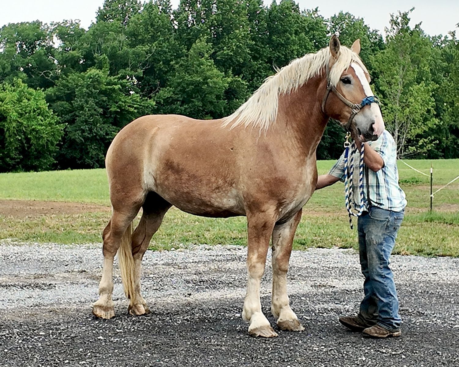 Pulling Bred Belgian Draft Horse Mare for Sale