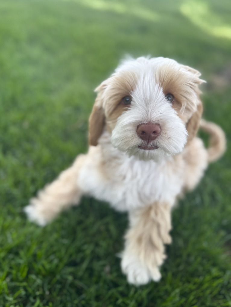 GORGEOUS Multigenerational Australian Labradoodle