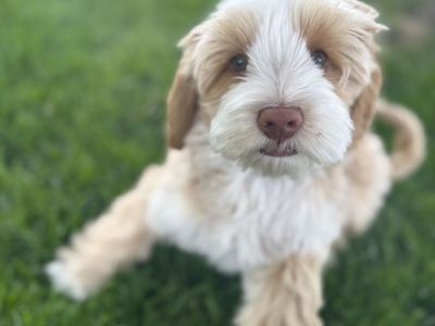 GORGEOUS Multigenerational Australian Labradoodle