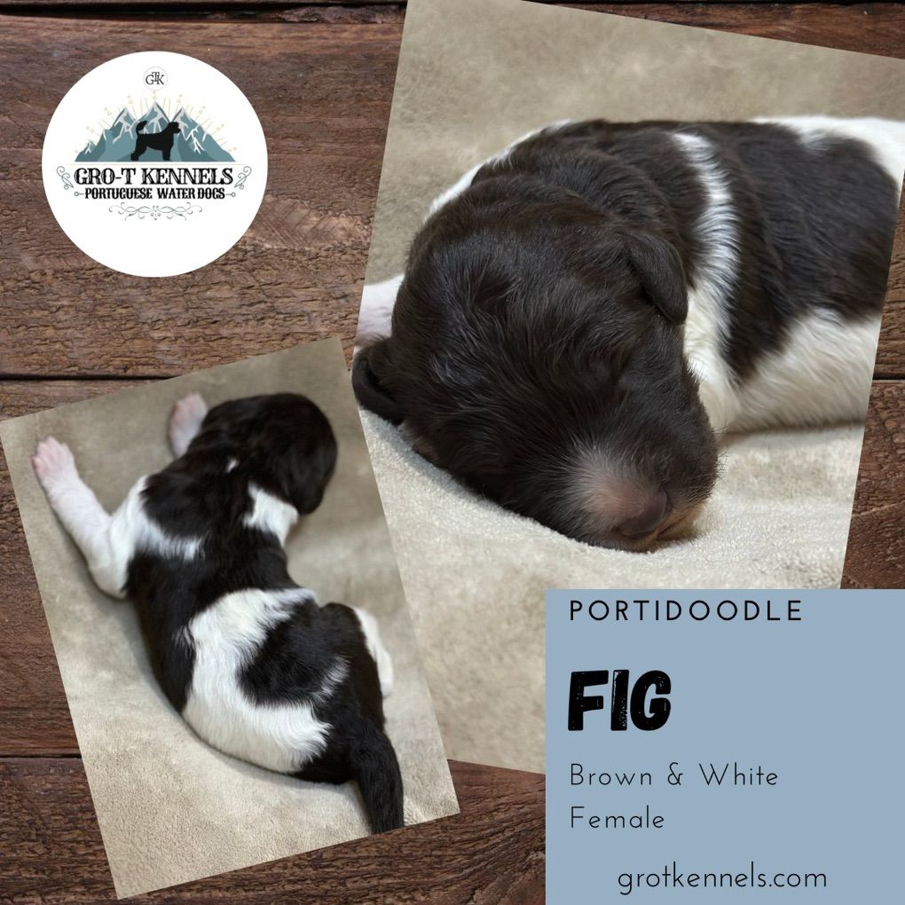 Portidoodle Puppies (Portuguese water dog X Poodle
