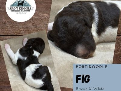 Portidoodle Puppies (Portuguese water dog X Poodle