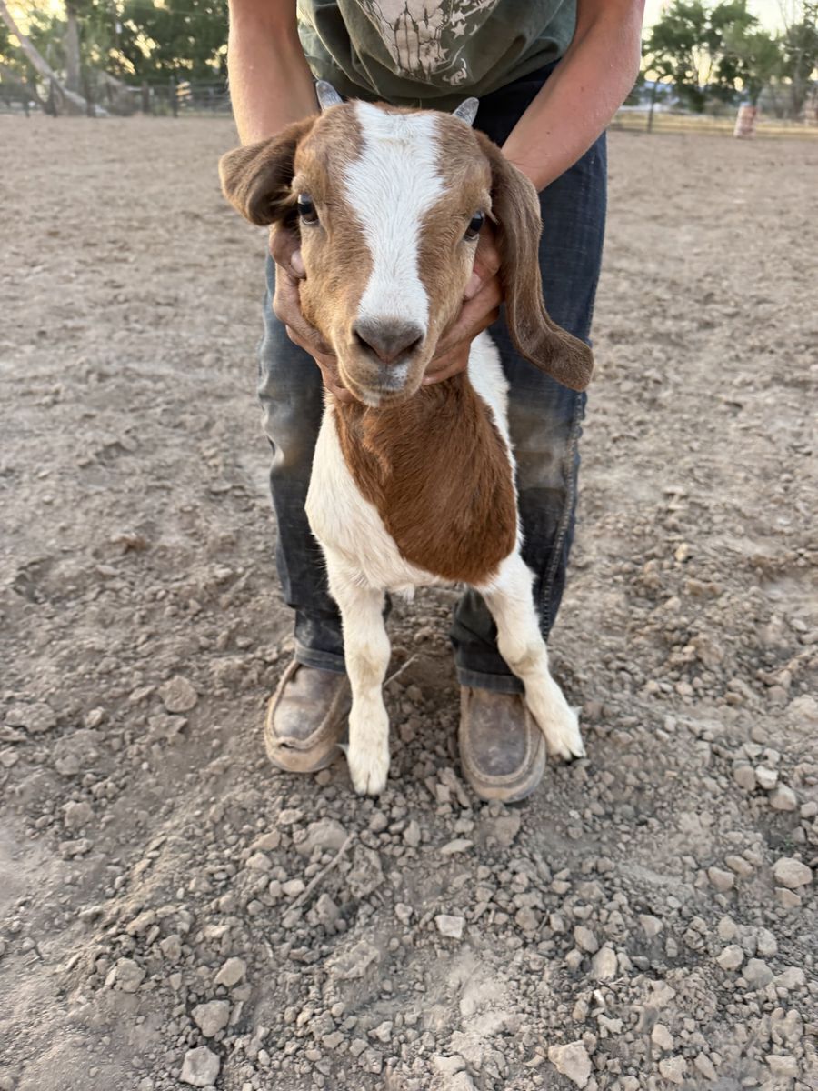 Boer doe