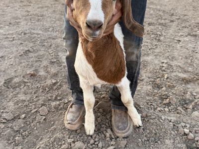 Boer doe