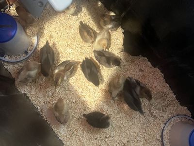 Baby Chicks
