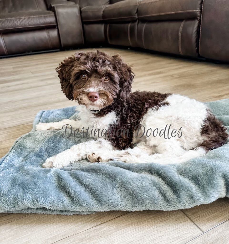 Gorgeous Chocolate F1 Cavapoo Stud