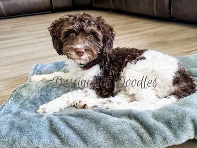 Gorgeous Chocolate F1 Cavapoo Stud