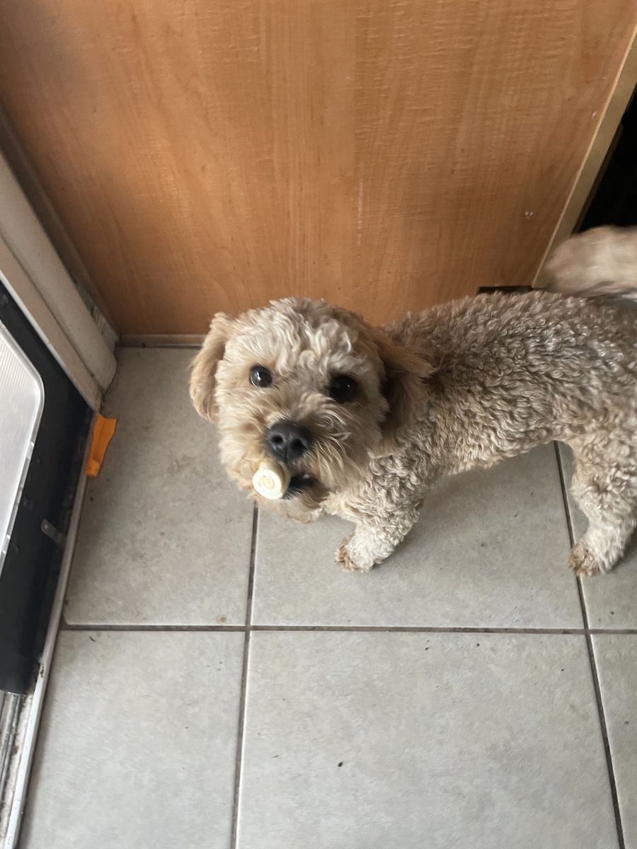 Maltipoo puppies for sale.