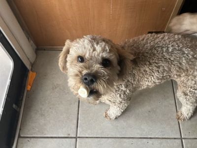 Maltipoo puppies for sale.