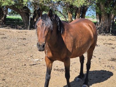 Mustang mare