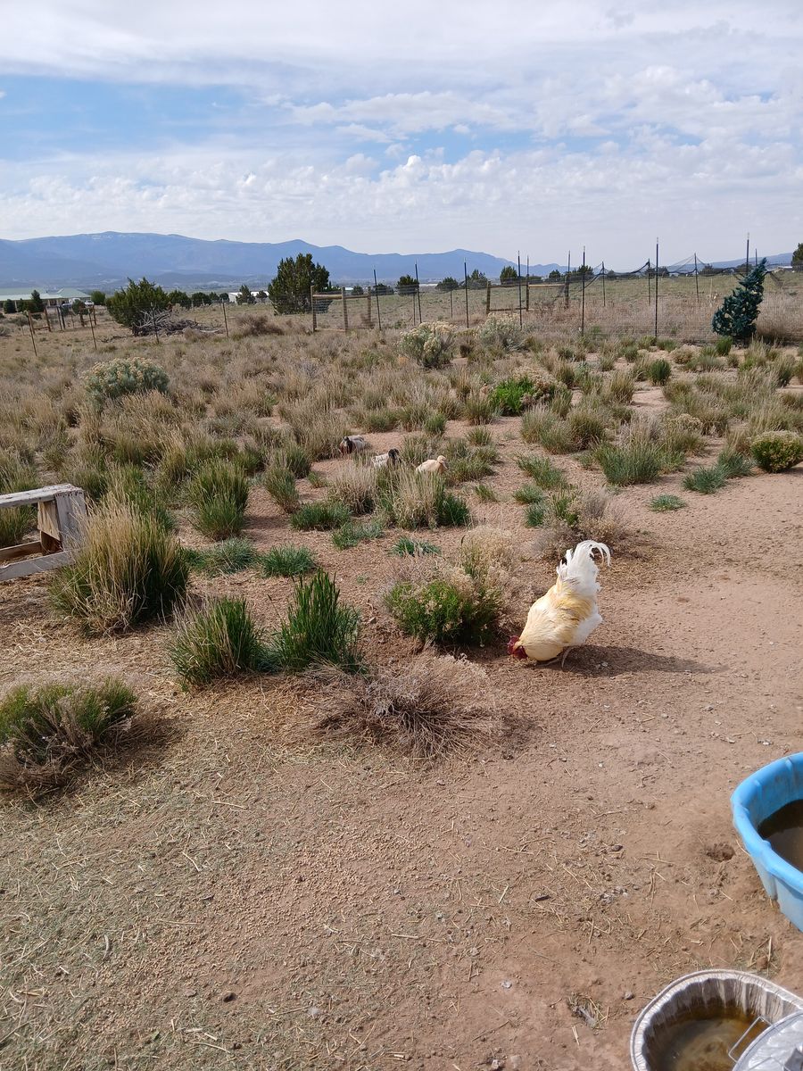 Rooster for sale