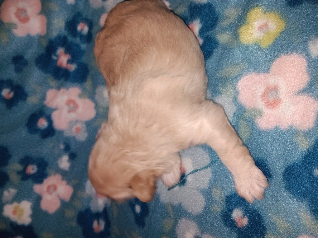 miniature schnauzers female 1