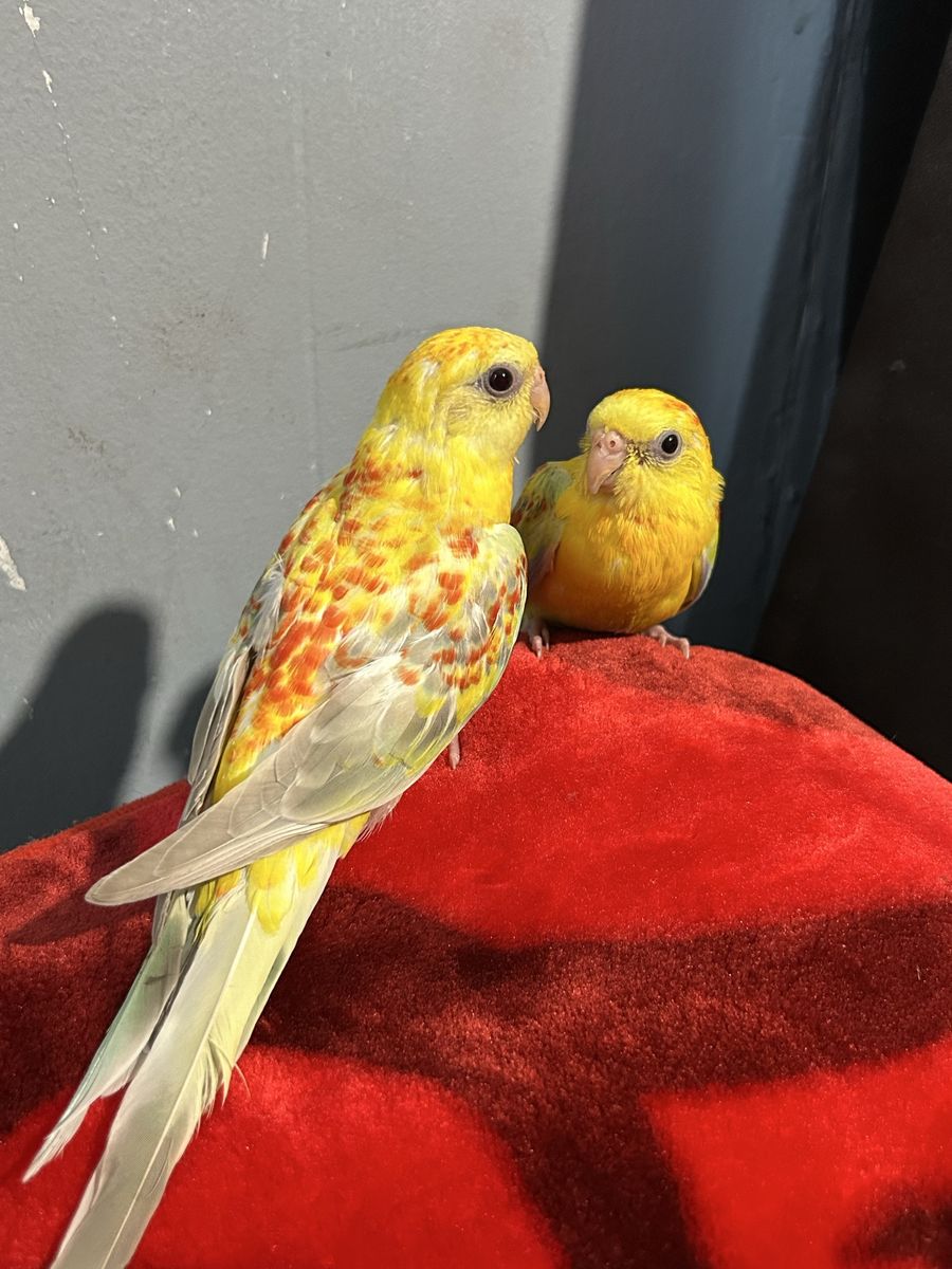 Redrump Opaline three month old siblings