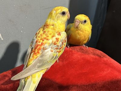 Redrump Opaline three month old siblings