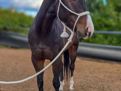 6 year old AQHA Gelding
