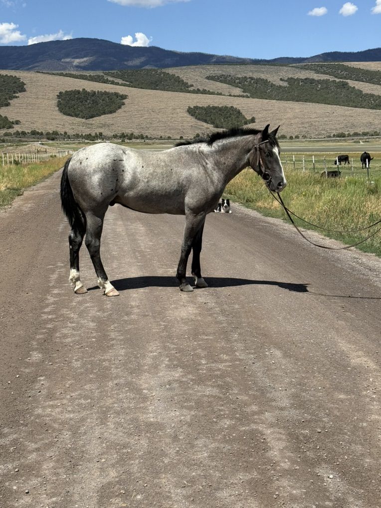 2 year old 1/4 draft horse gelding