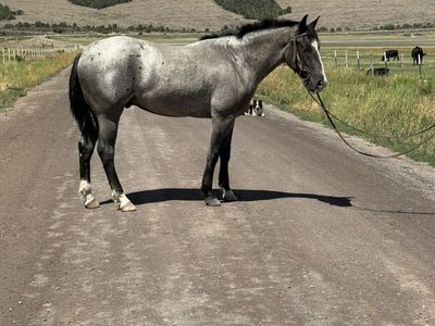 2 year old 1/4 draft horse gelding